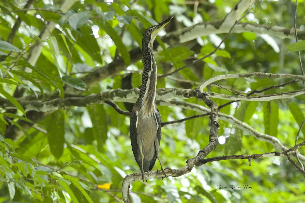 Fasciated Tiger-Heron - ML171343211