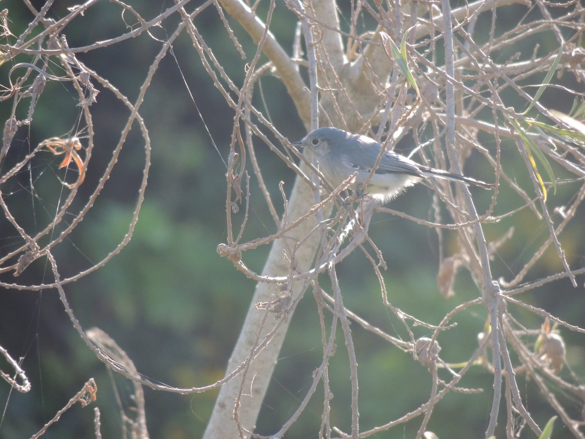 Masked Gnatcatcher - ML171344331