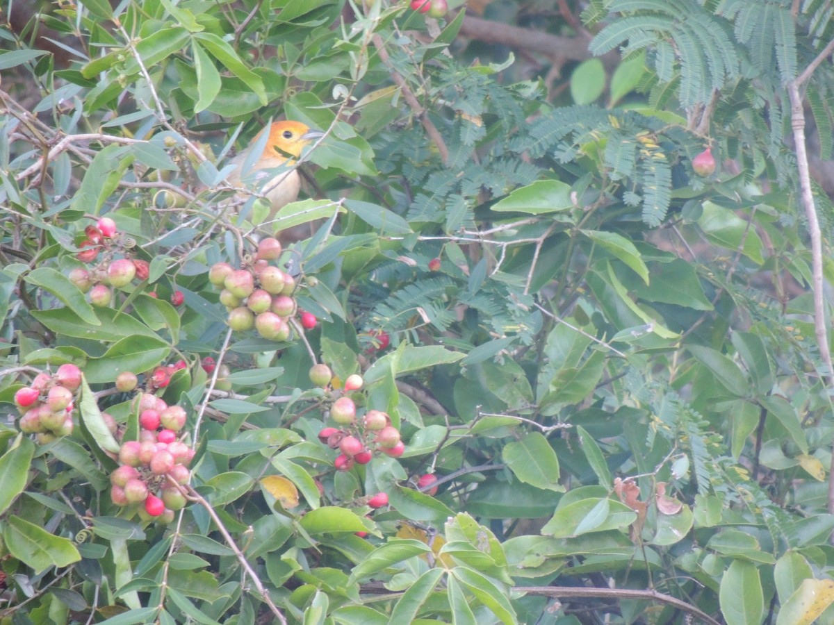 Orange-headed Tanager - ML171344941