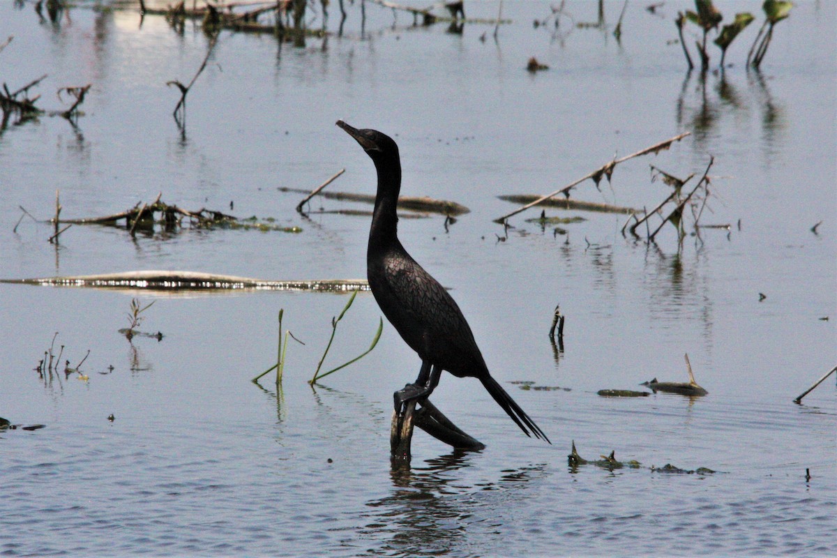 Neotropic Cormorant - ML171345161