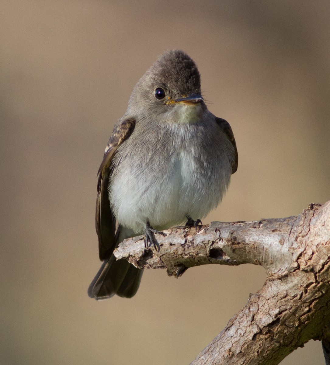 Eastern Wood-Pewee - ML171346381