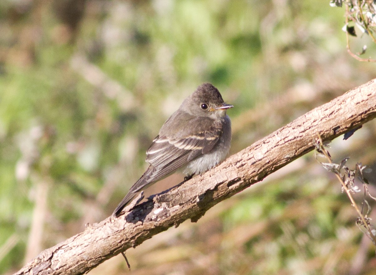 Eastern Wood-Pewee - ML171346571