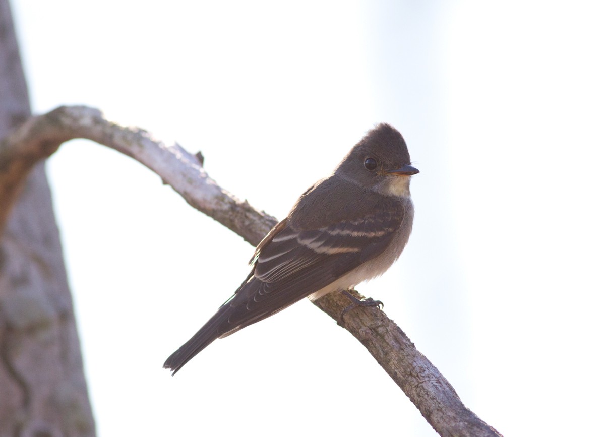 Eastern Wood-Pewee - ML171346601