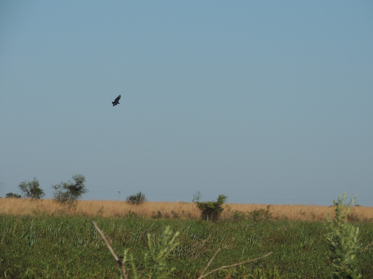 Black Vulture - ML171346791