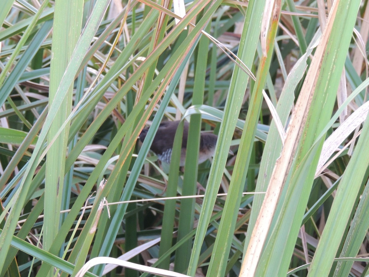 Rufous-sided Crake - ML171348251