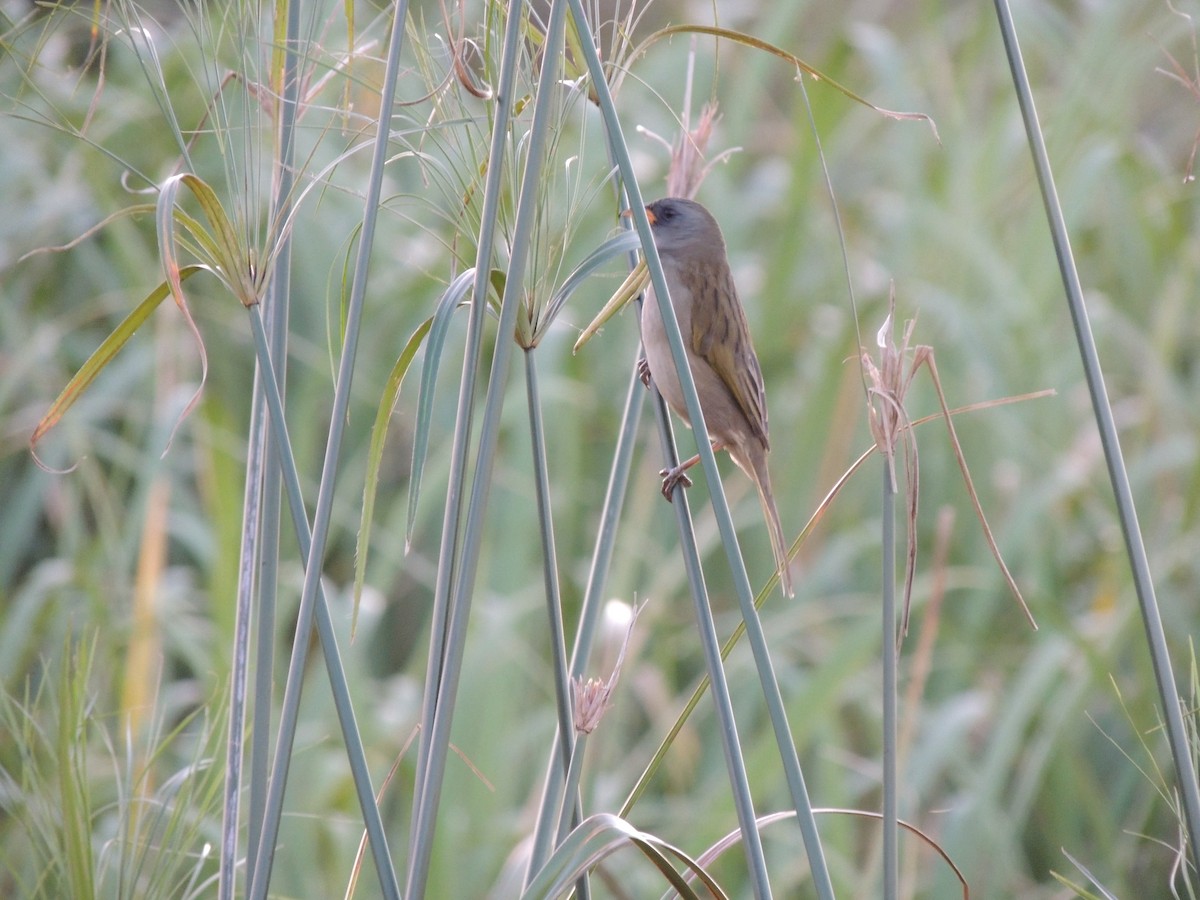 Great Pampa-Finch - Gonzalo Diaz