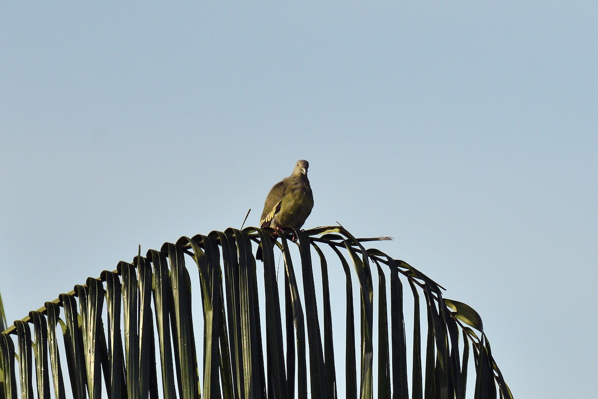 Pink-necked Green-Pigeon - ML171350001