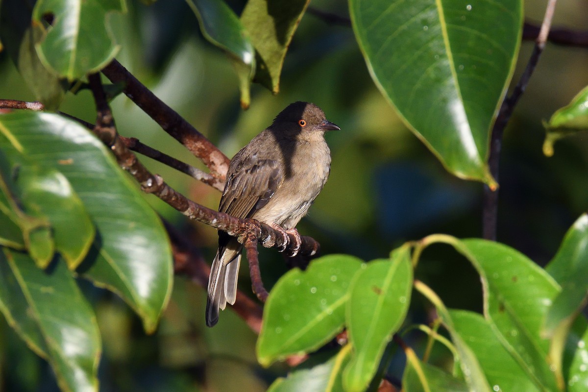 Red-eyed Bulbul - terence zahner