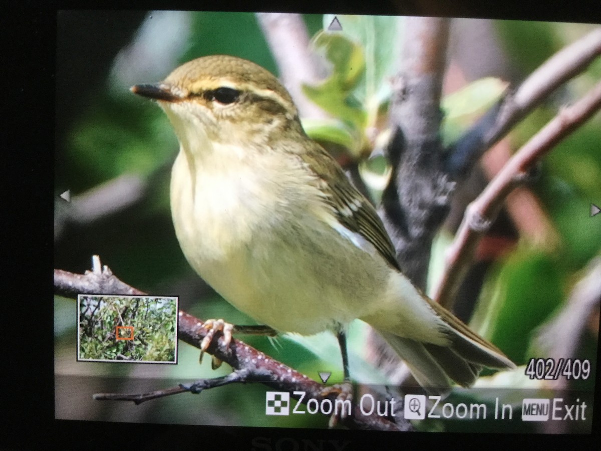 Mosquitero Boreal - ML171350361