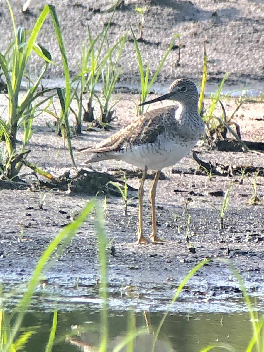 Lesser Yellowlegs - ML171352561