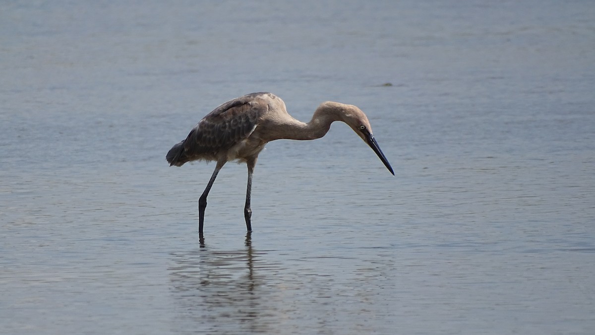 Reddish Egret - ML171352801