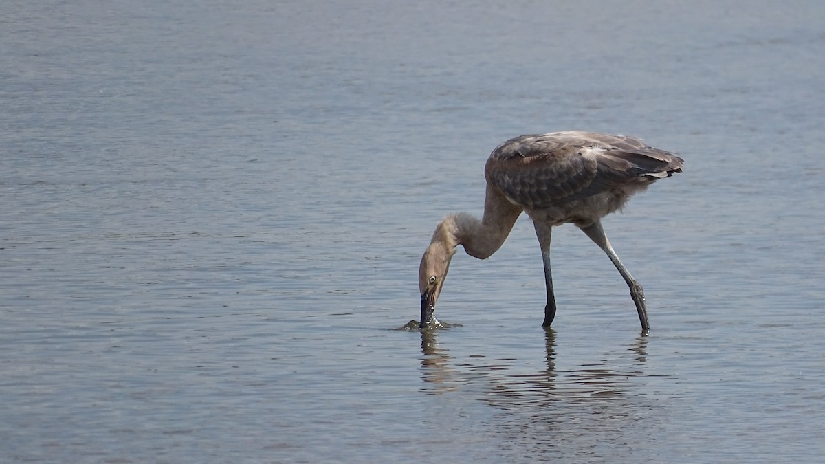 Reddish Egret - ML171352811