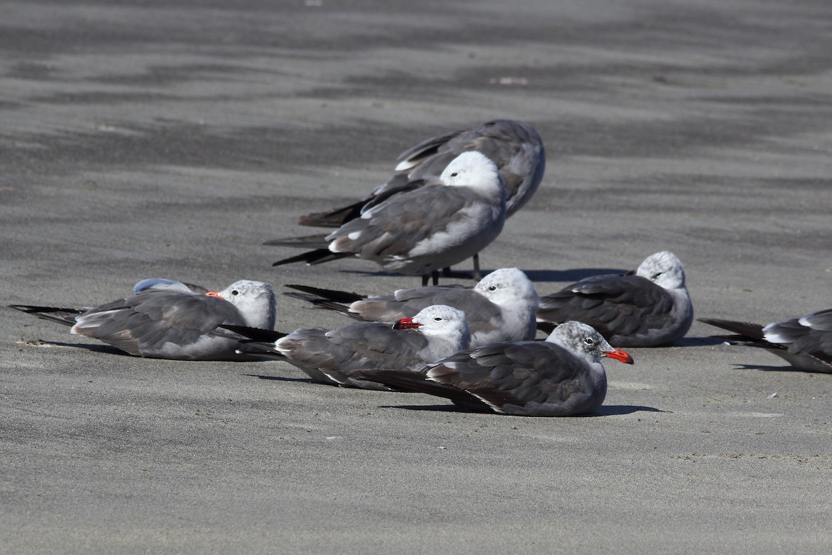 Heermann's Gull - ML171352901