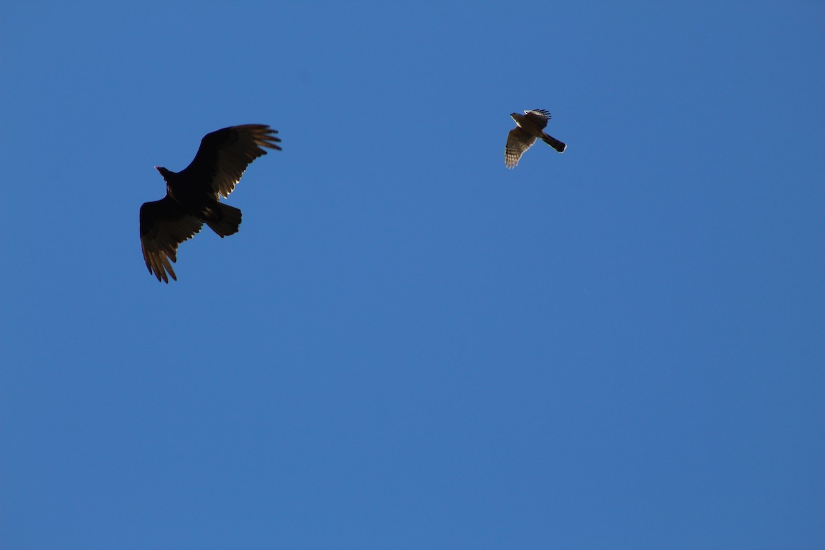 Turkey Vulture - Dan Kuhlman