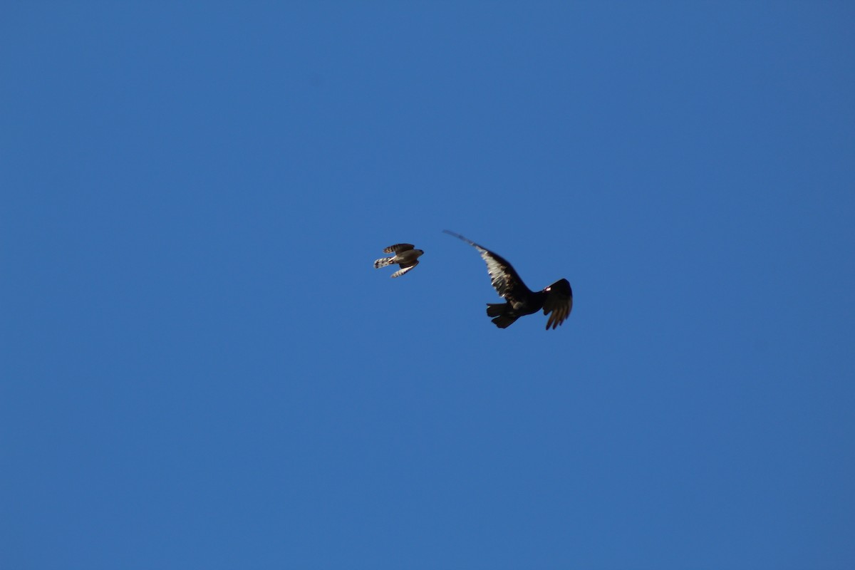 Cooper's Hawk - ML171353261