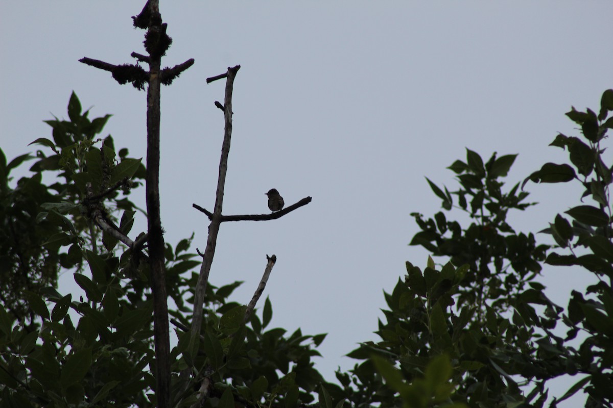 Willow Flycatcher - ML171353891