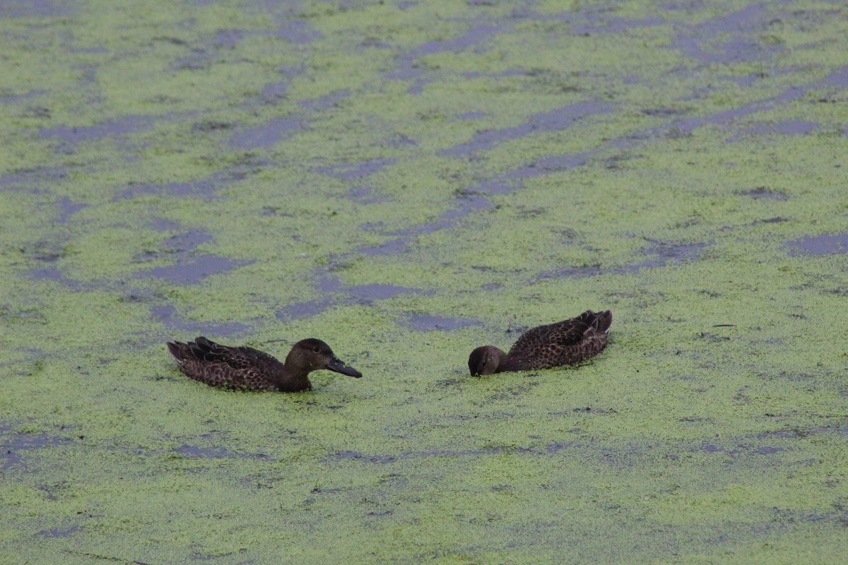 Blue-winged Teal - ML171355151