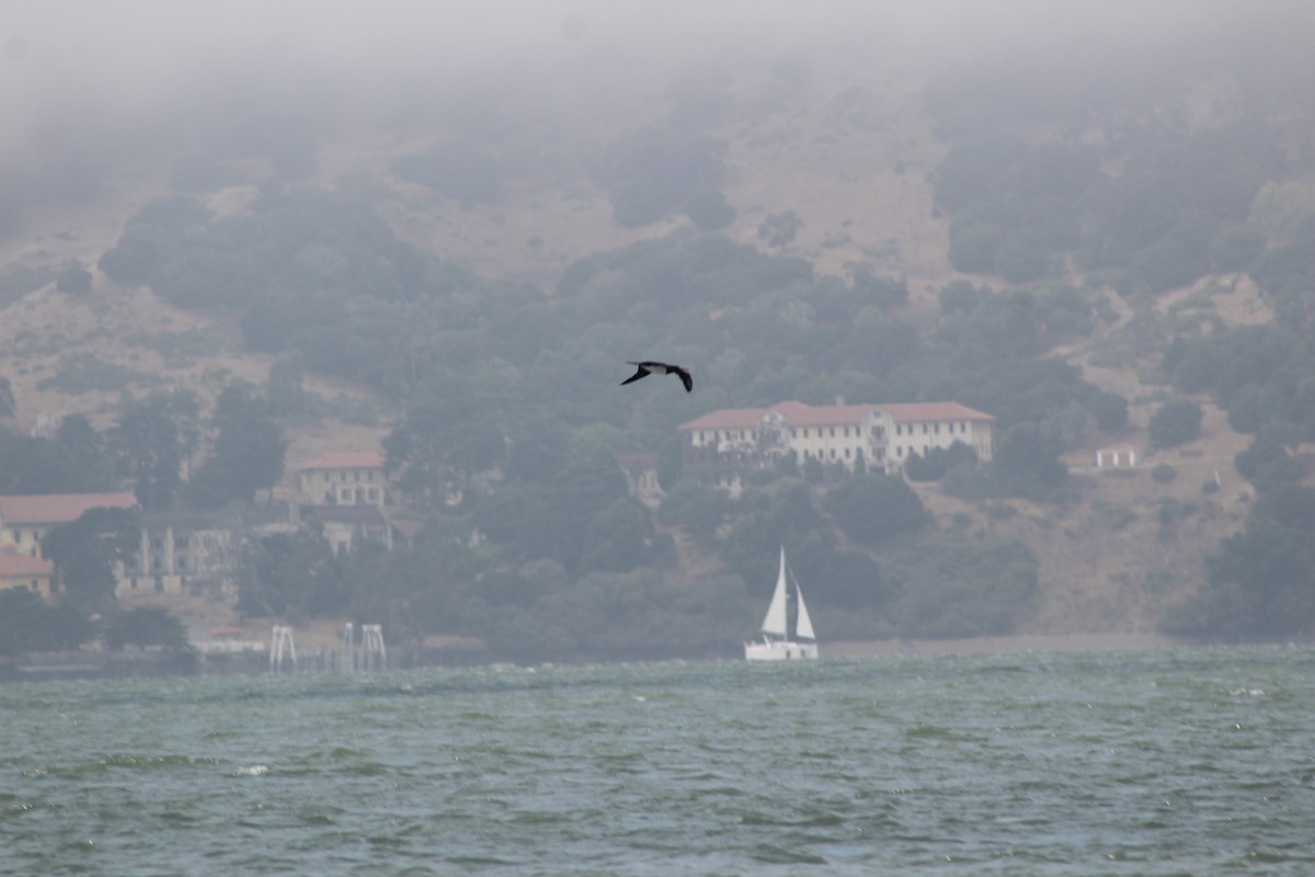 Brown Booby - ML171355191