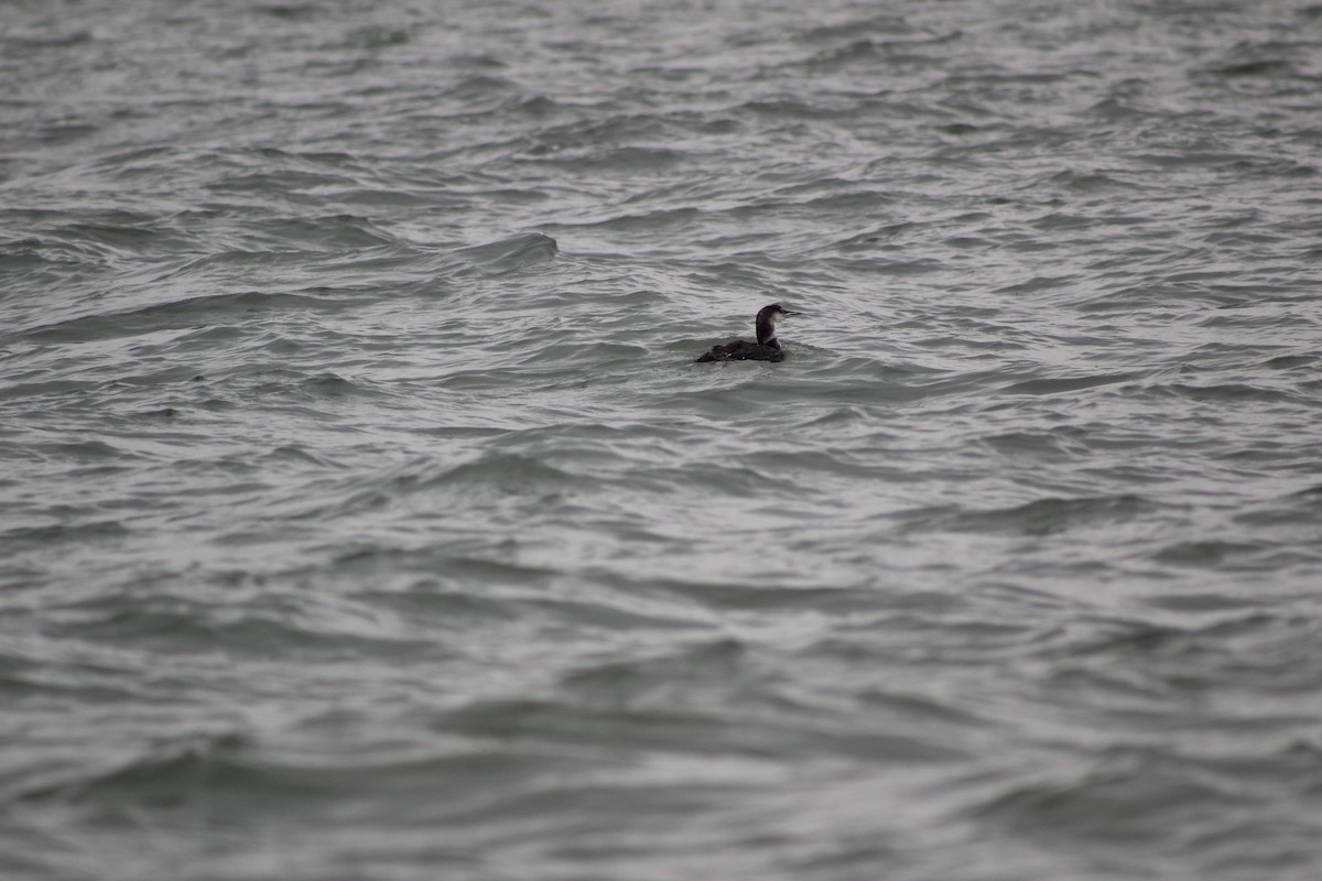 Common Loon - ML171356621