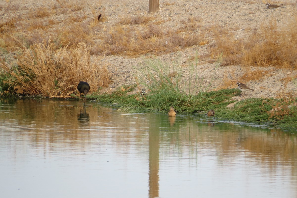 Long-billed Dowitcher - ML171356781