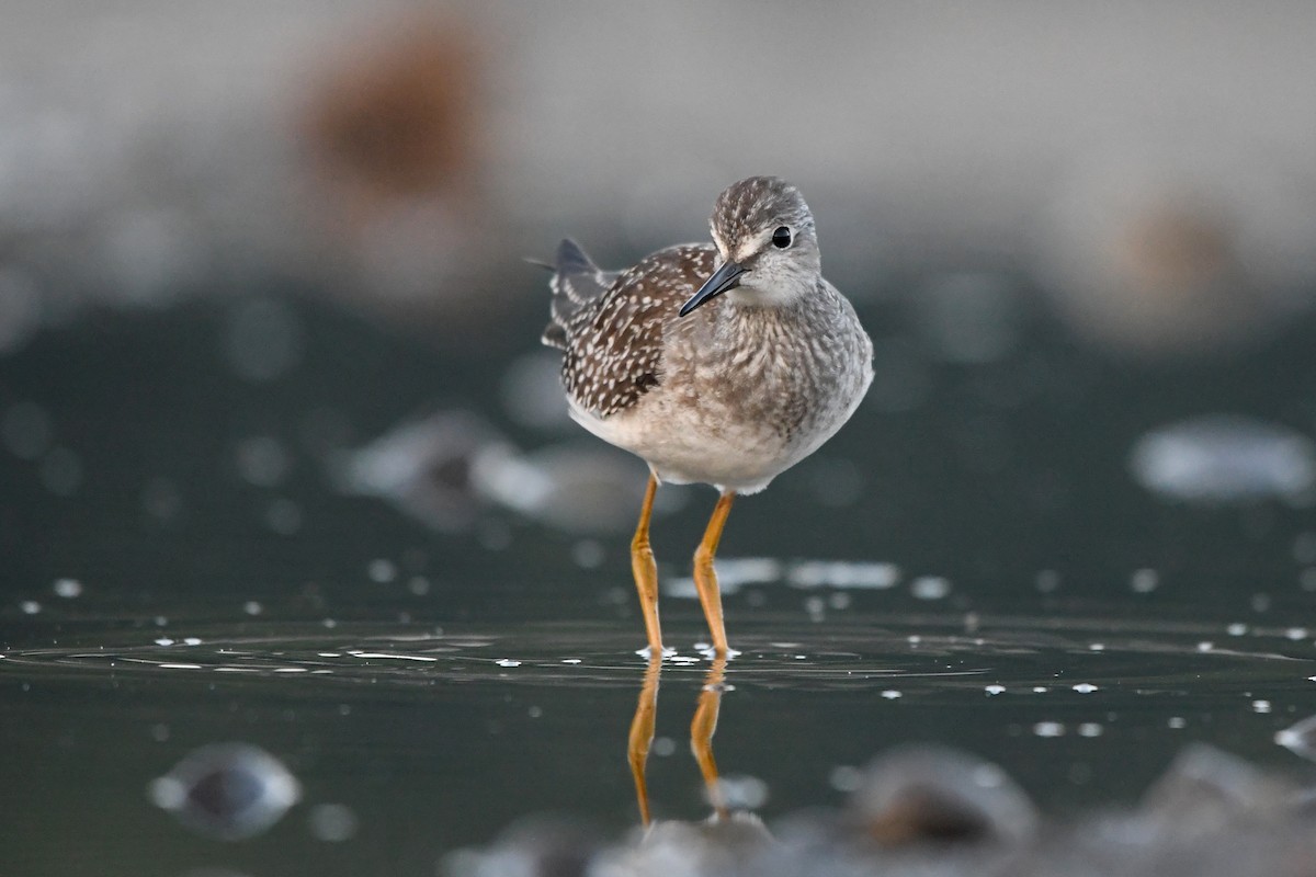Lesser Yellowlegs - Ryan Merrill
