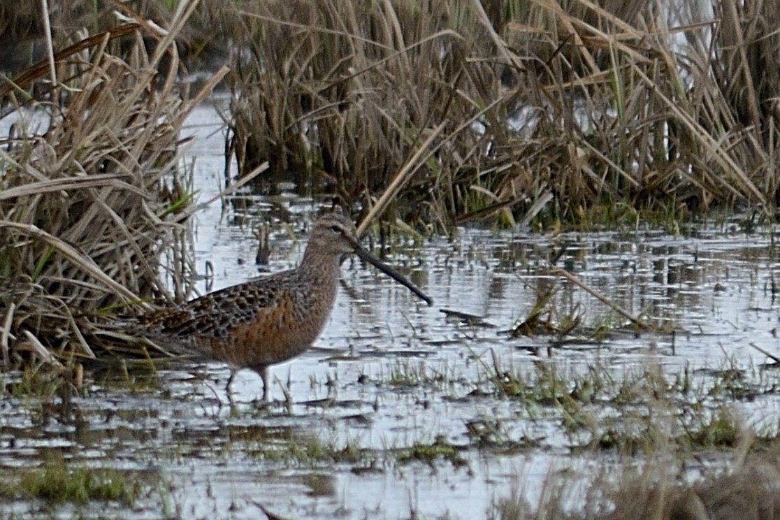 Long-billed Dowitcher - ML171359141