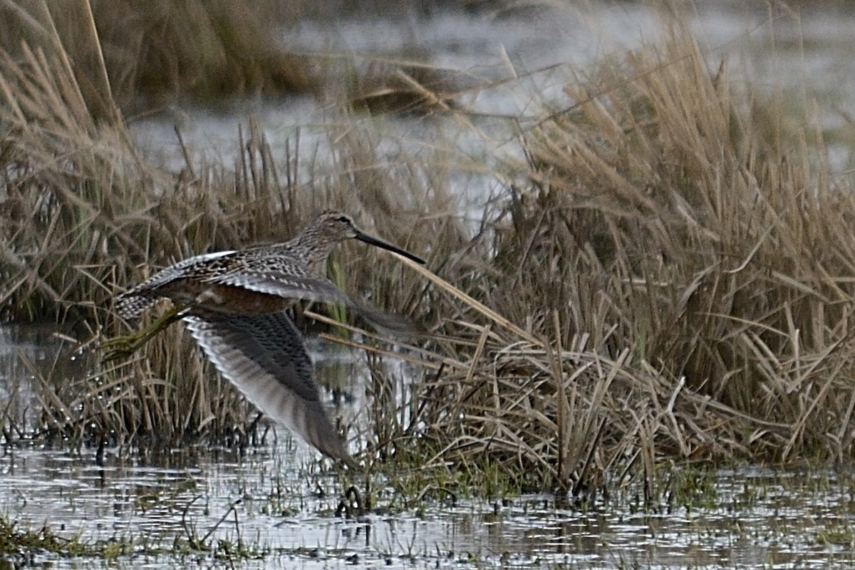 Long-billed Dowitcher - ML171359151