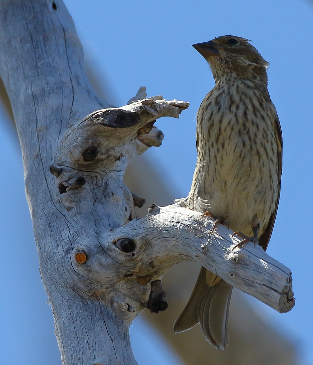 Cassin's Finch - ML171360591