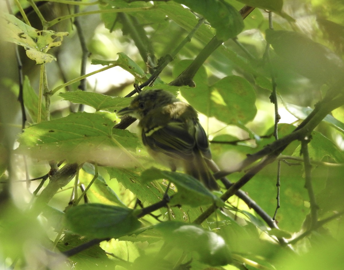 Vireo Ojiblanco - ML171360671