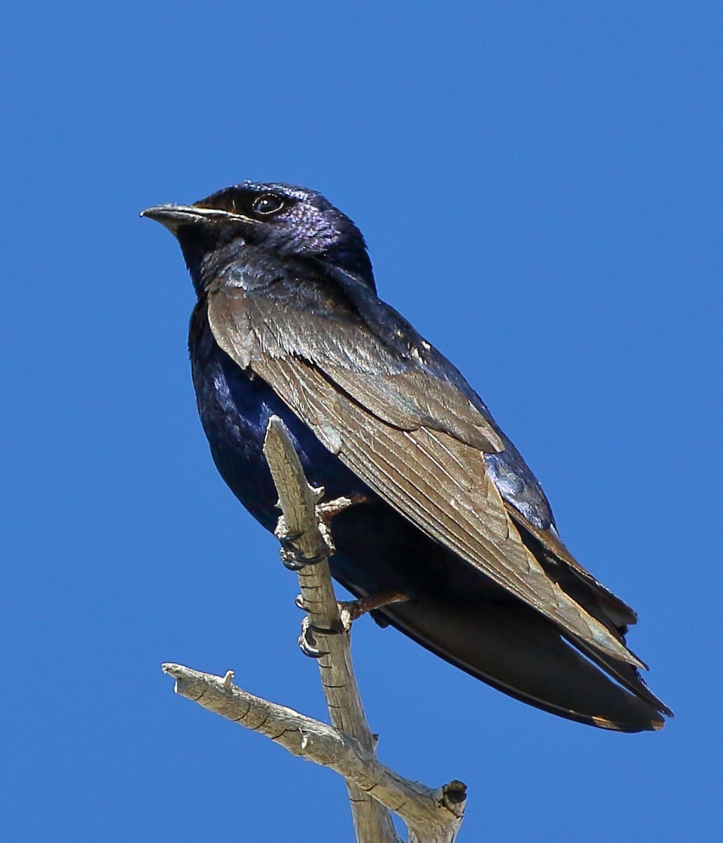 Purple Martin - Kent Leland