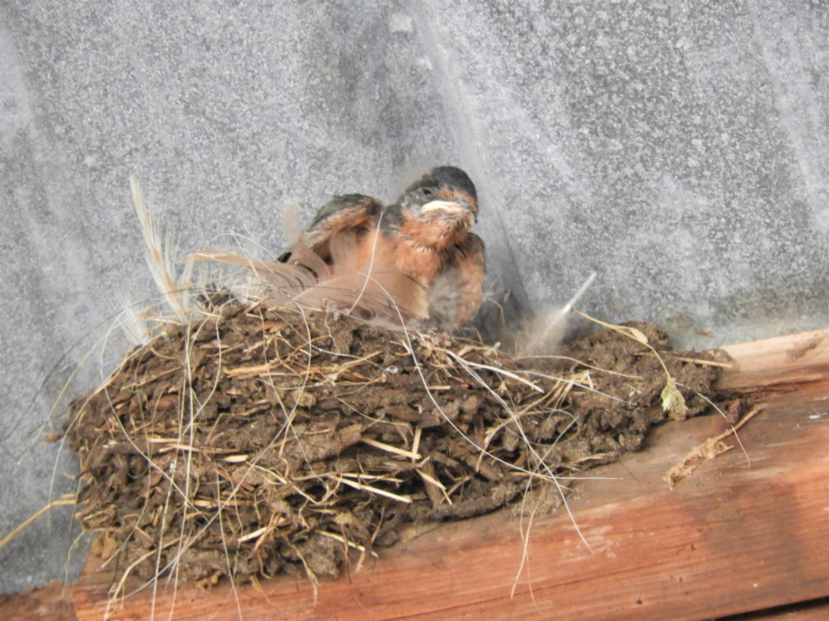 Barn Swallow - ML171362431