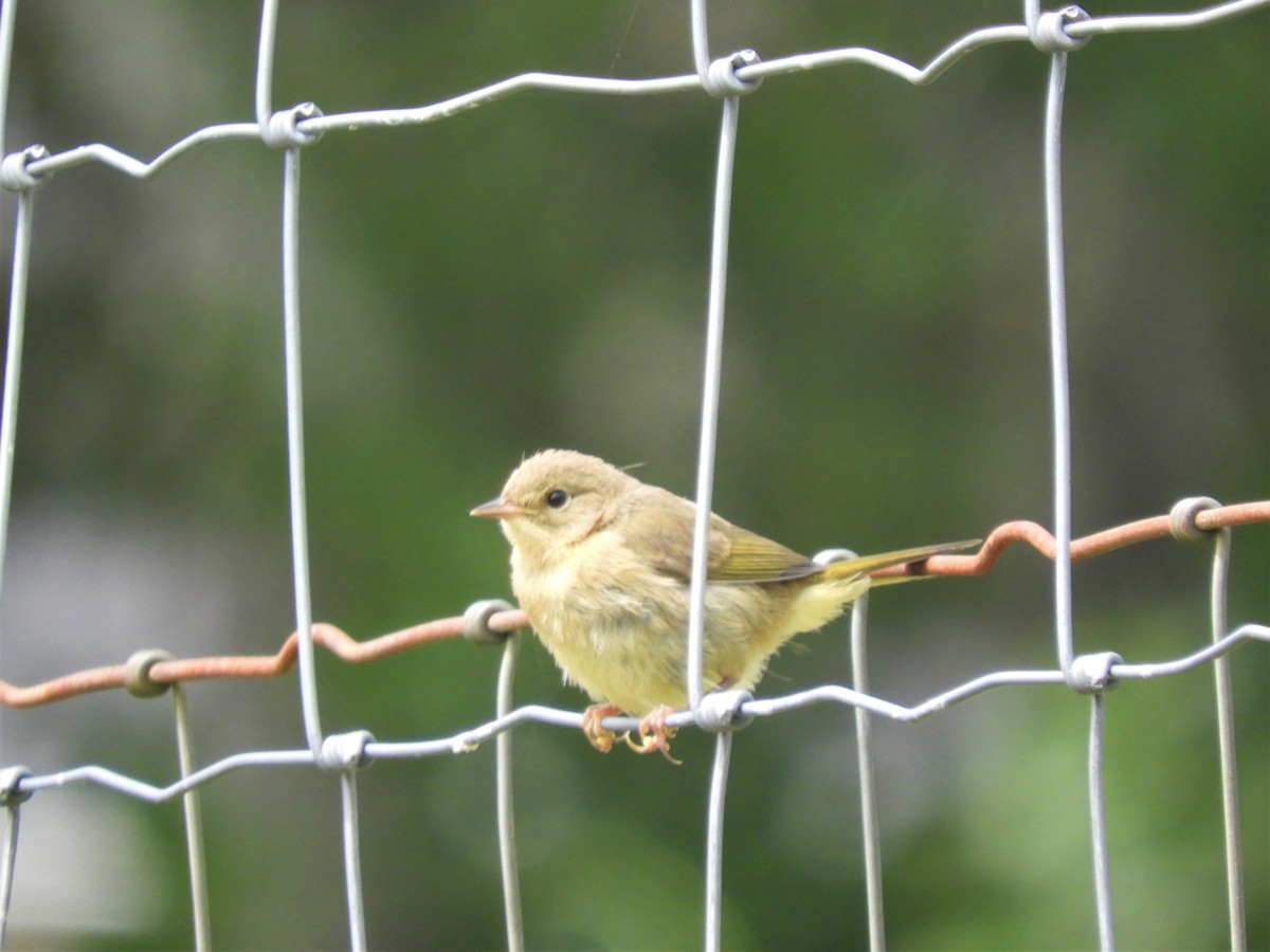 Common Yellowthroat - ML171362721