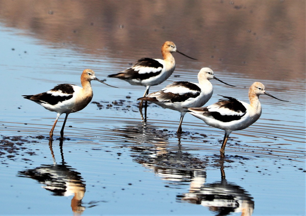 American Avocet - Nancy Benner