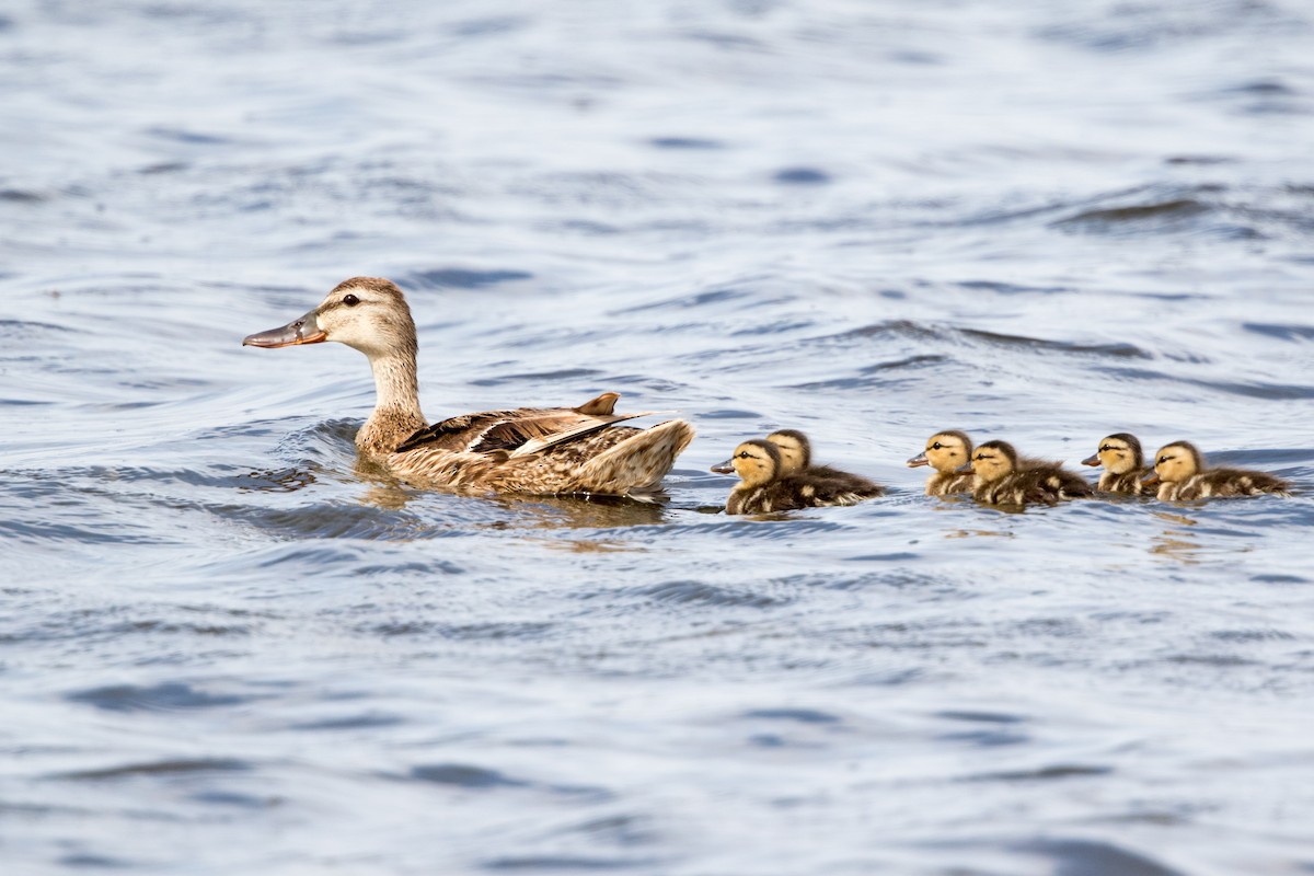 Canard colvert - ML171366781