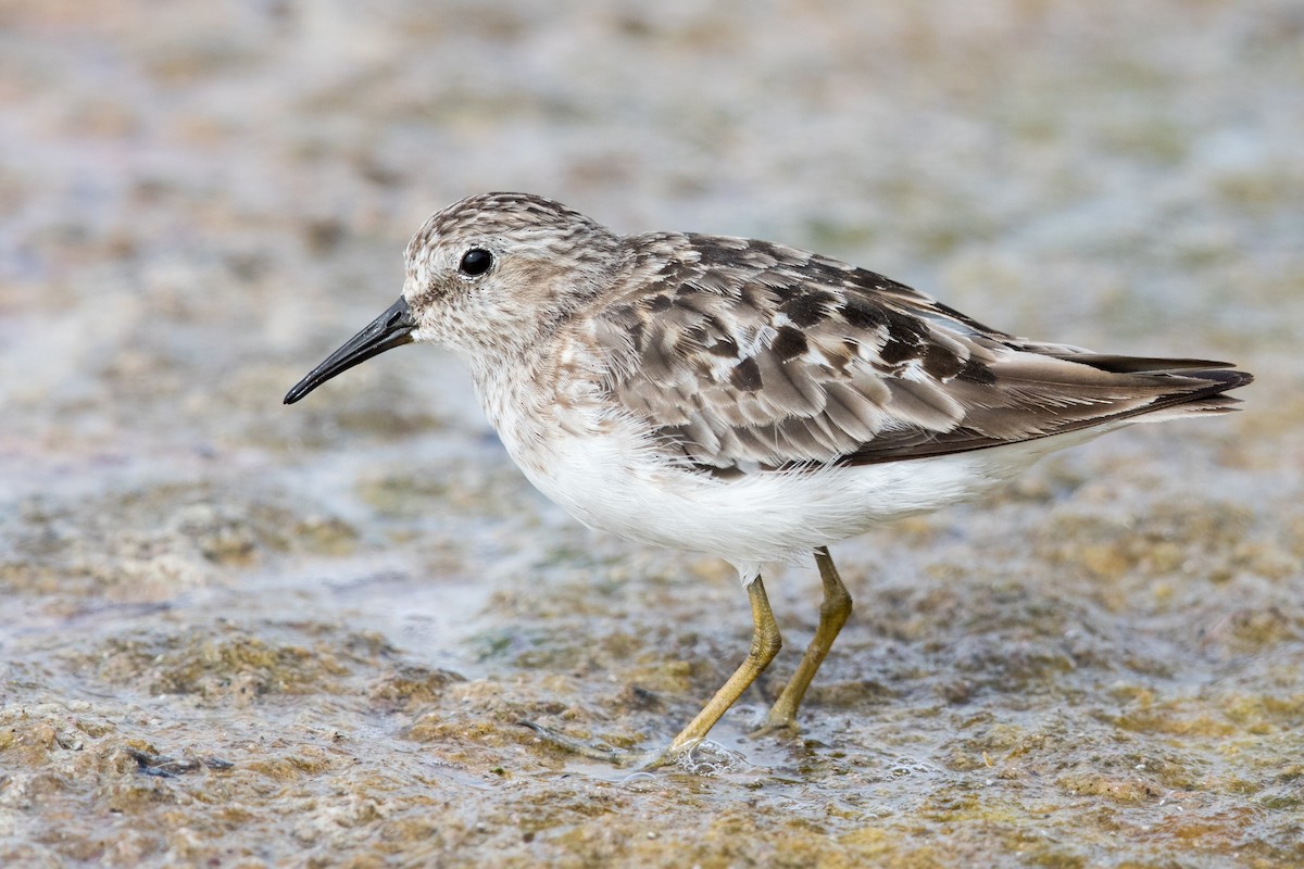 Least Sandpiper - ML171366791