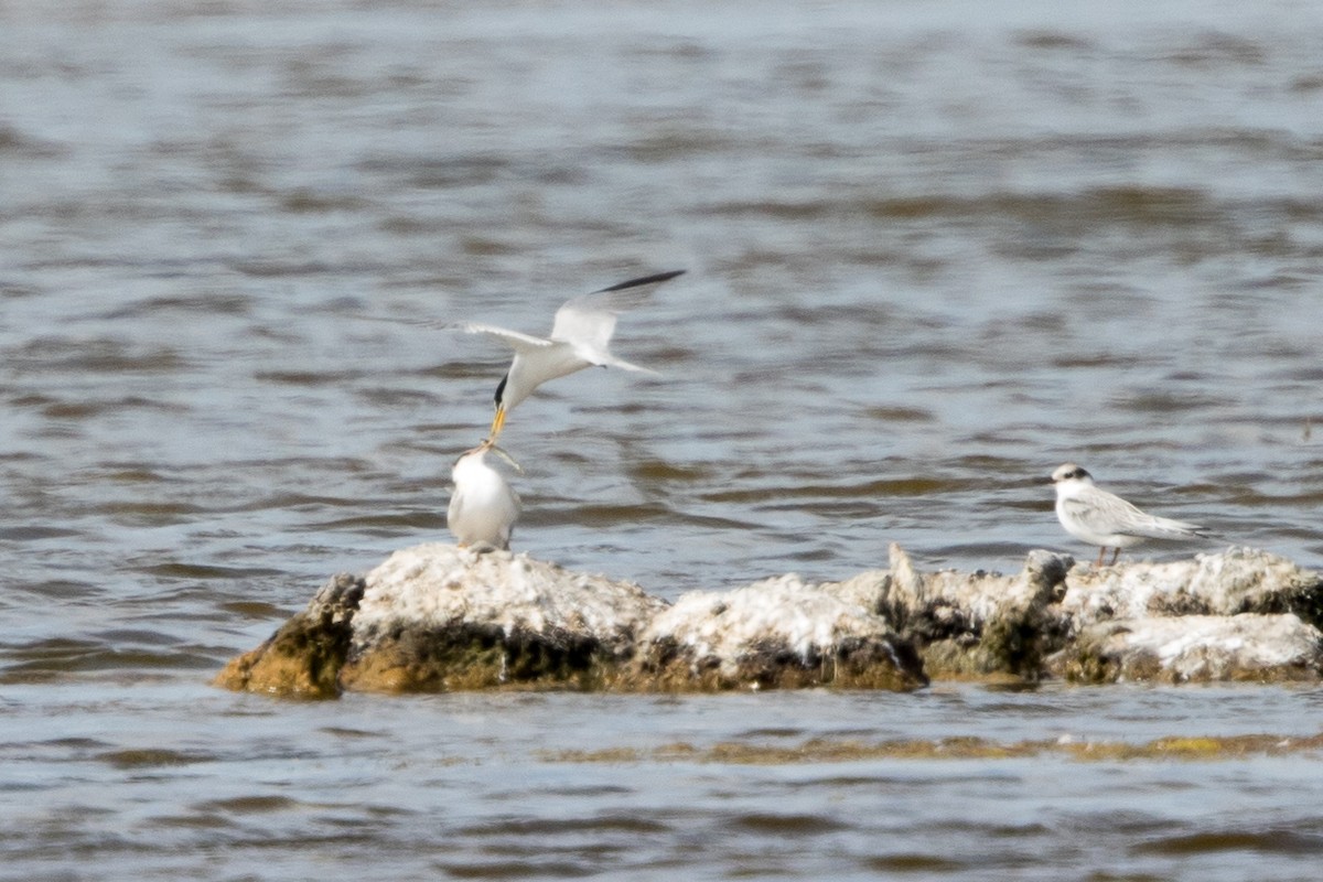 Least Tern - ML171366811