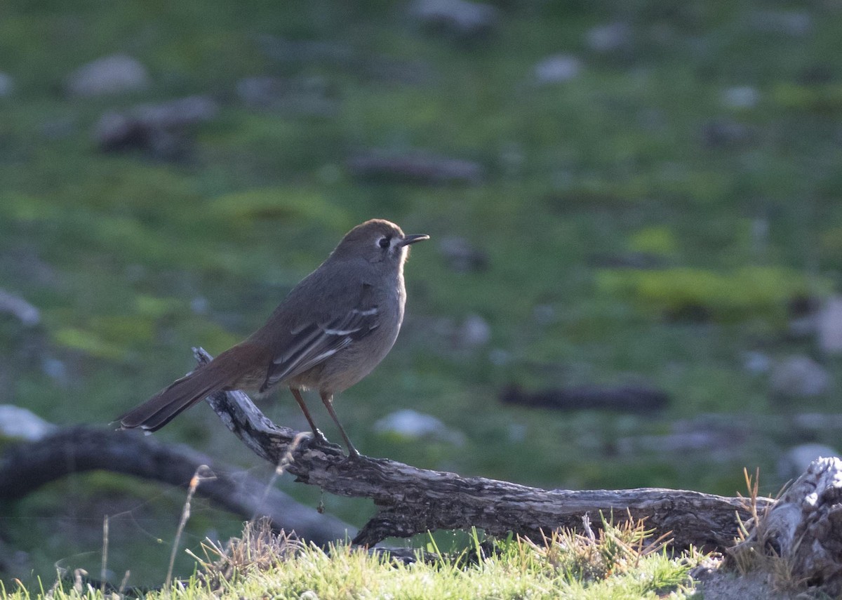 Southern Scrub-Robin - ML171368681