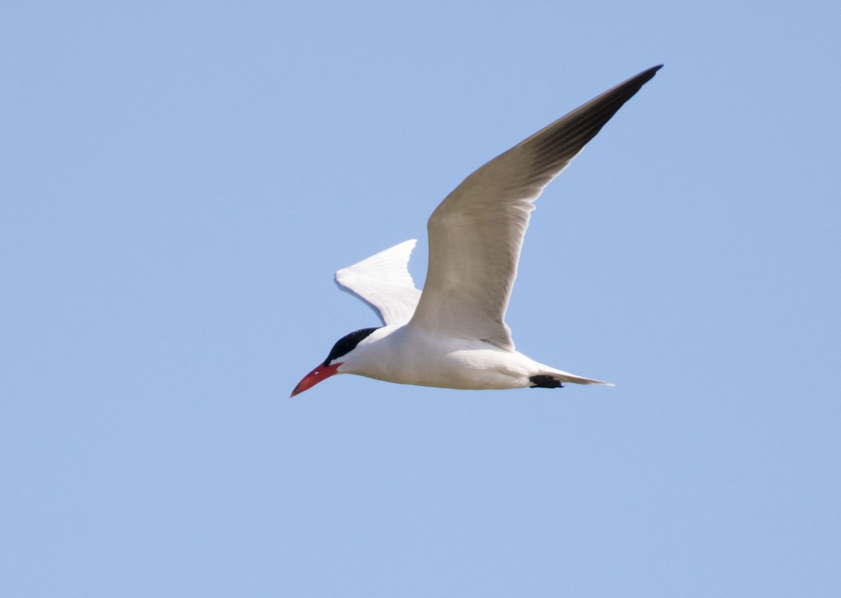 Caspian Tern - ML171368691