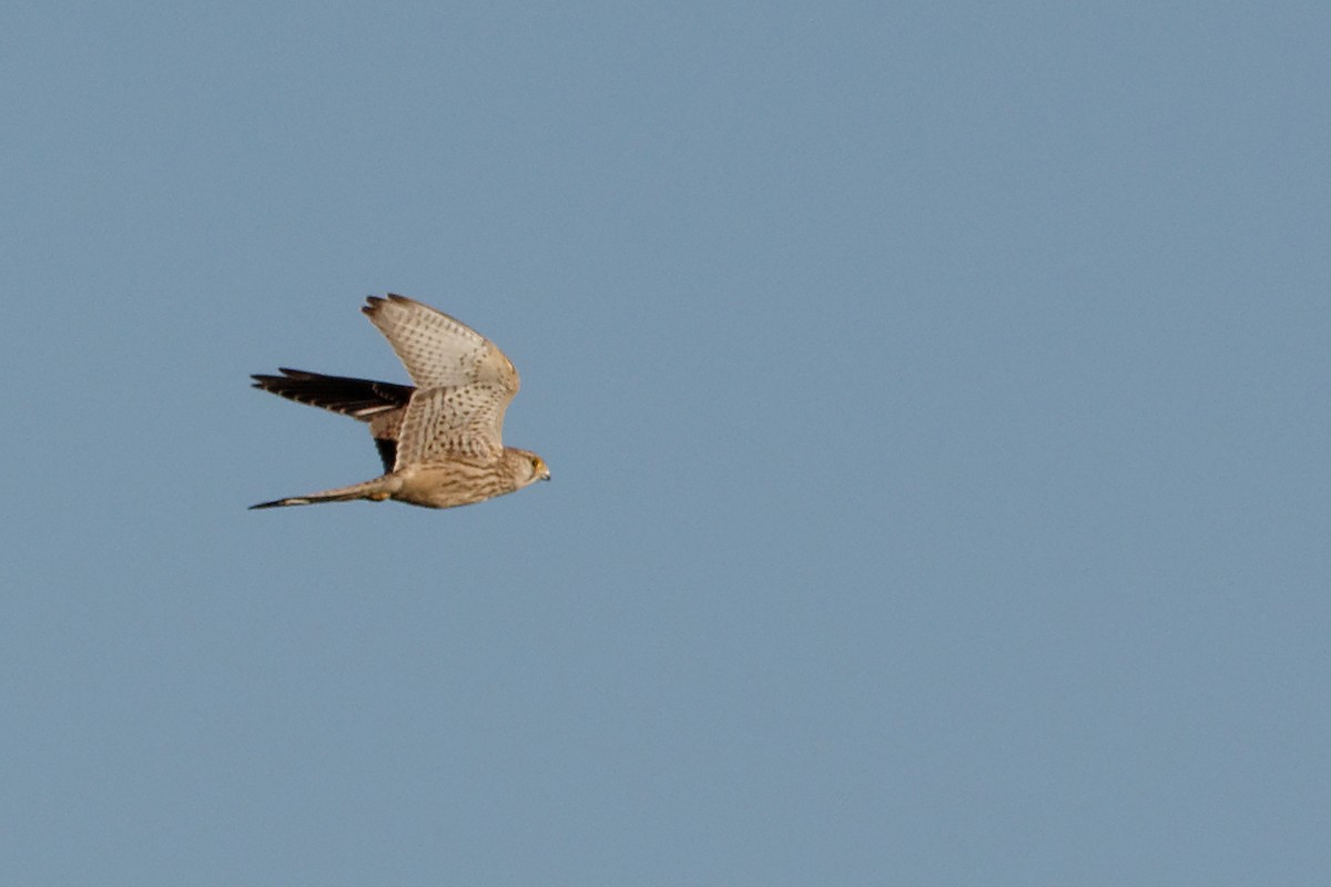 Eurasian Kestrel - ML171368741