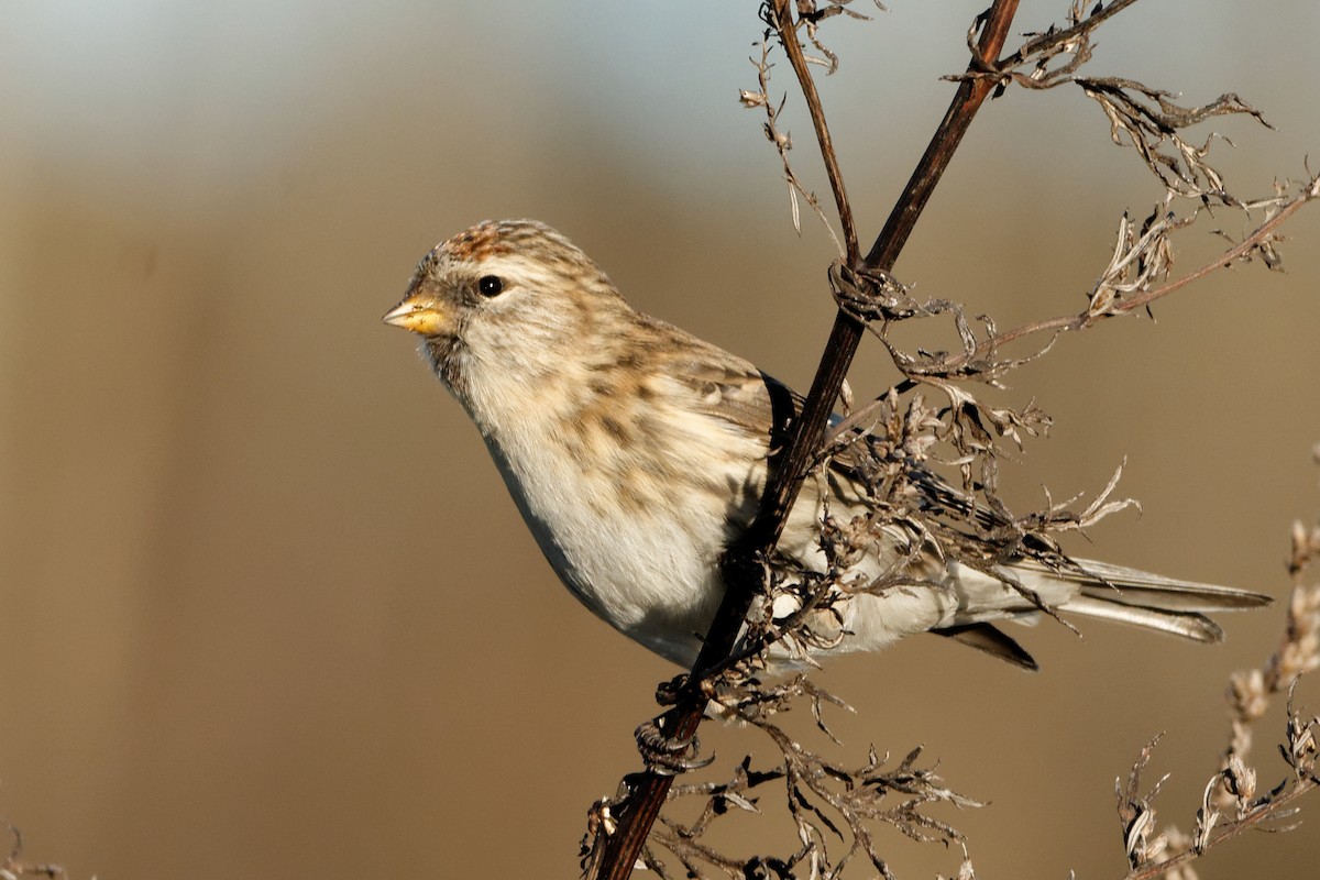 Common Redpoll - ML171369551