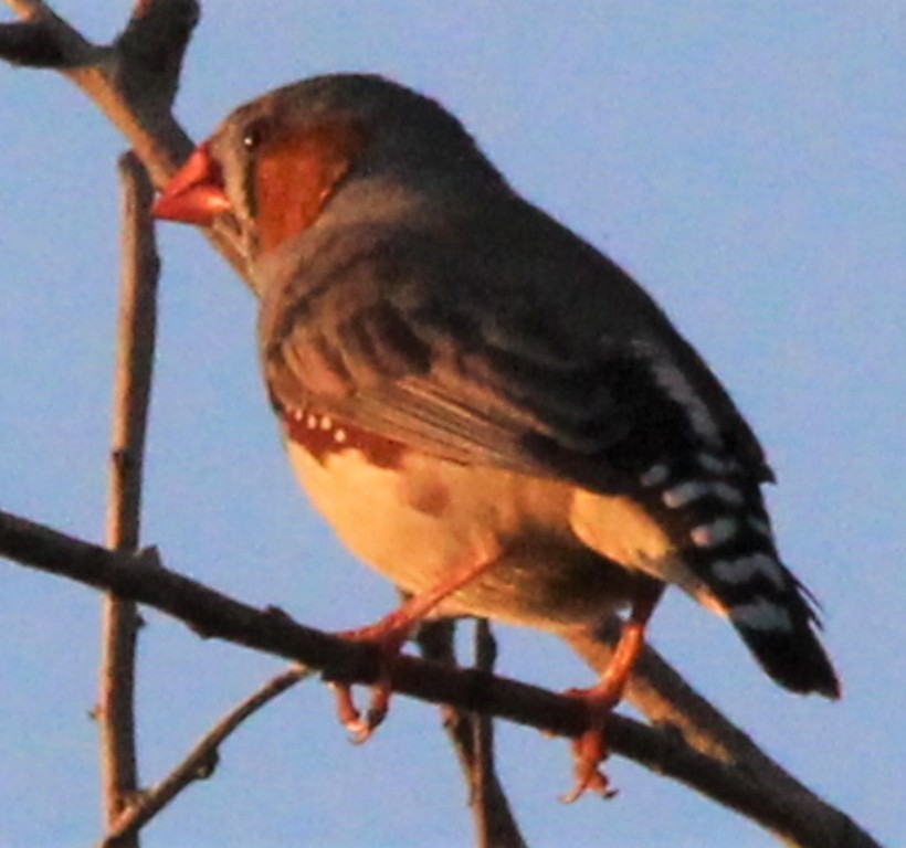 Zebra Finch (Australian) - ML171370521