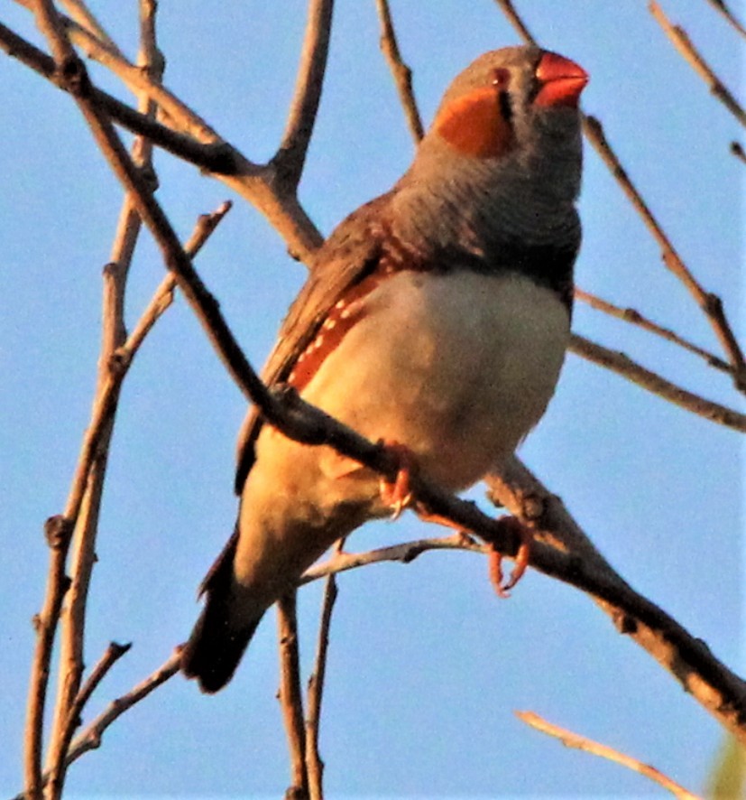 Zebra Finch (Australian) - ML171370541