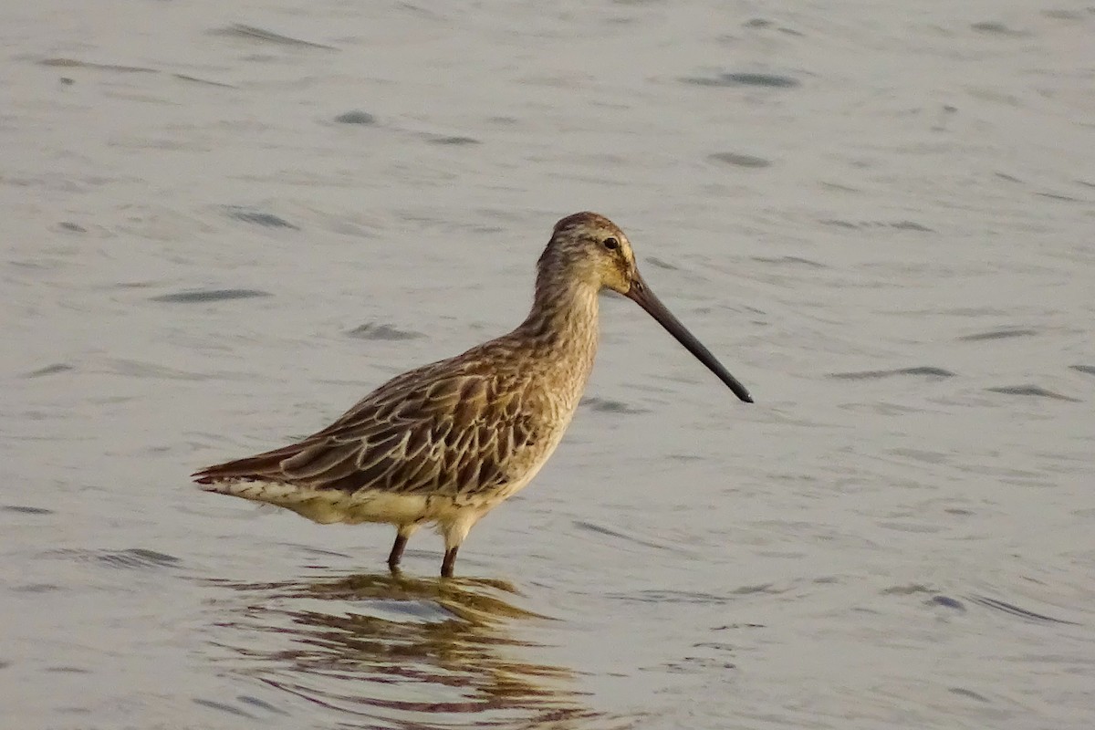 Asian Dowitcher - ML171374911
