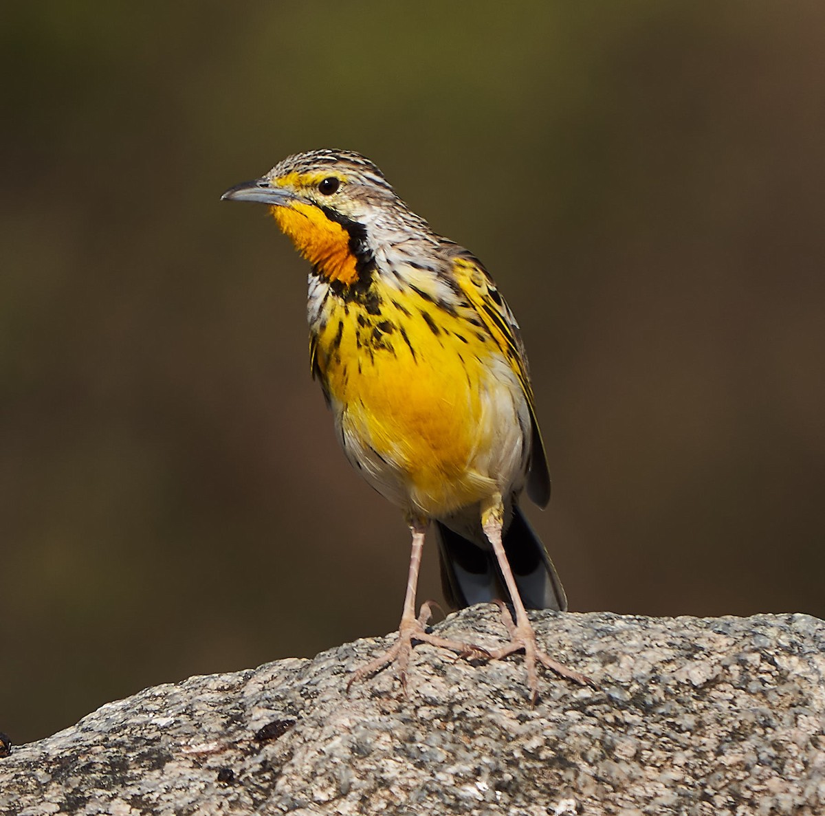 Yellow-throated Longclaw - ML171379551