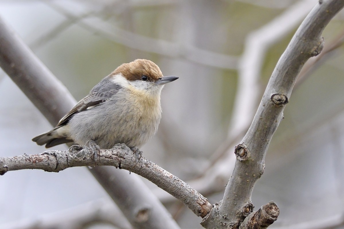 Brown-headed Nuthatch - Daniel Irons