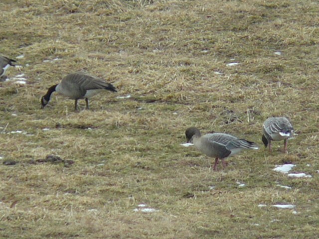 Pink-footed Goose - ML171381361