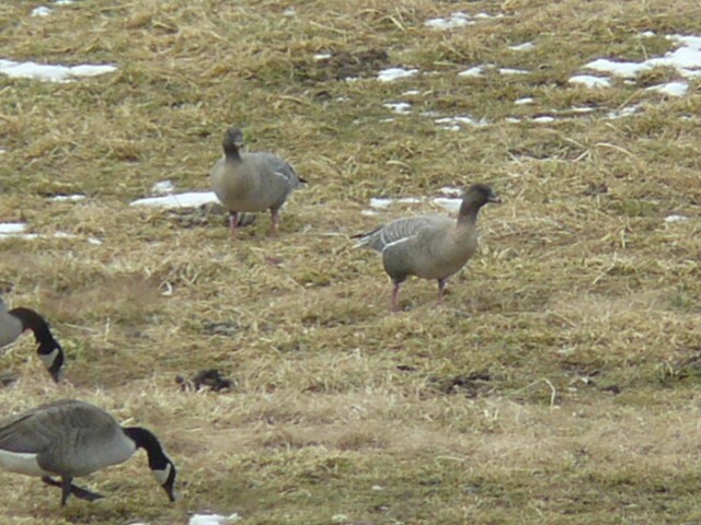 Pink-footed Goose - ML171381371