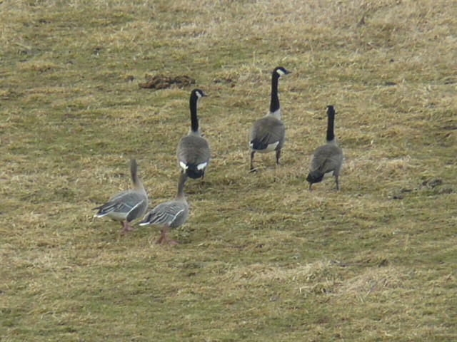 Pink-footed Goose - ML171381401