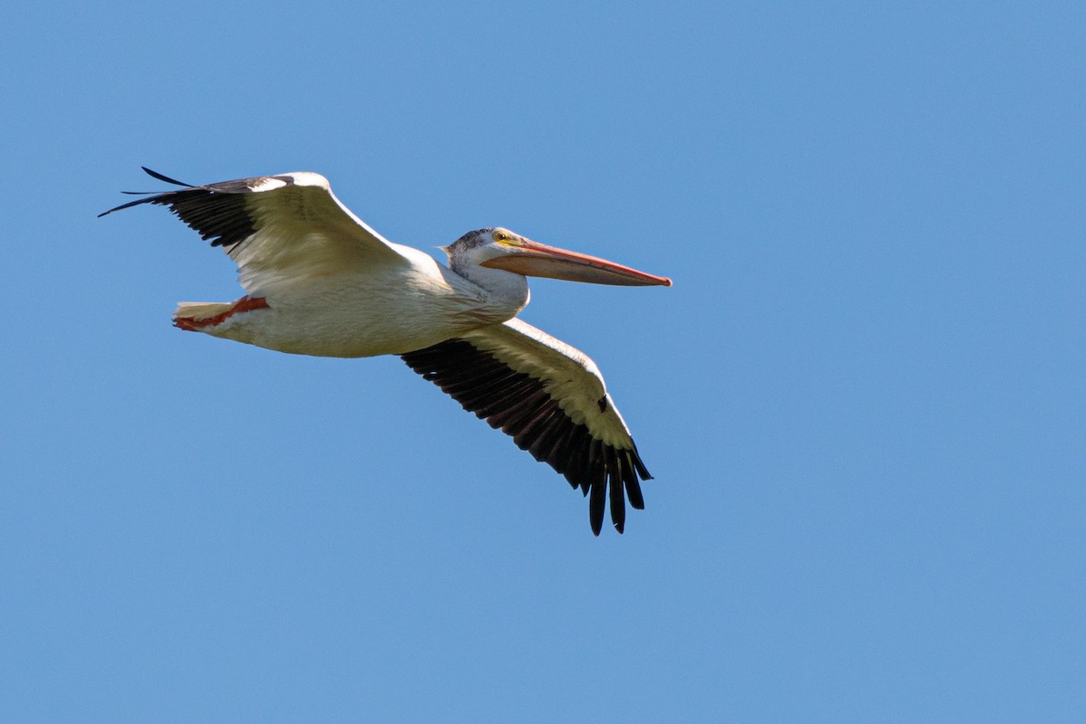 American White Pelican - ML171383521