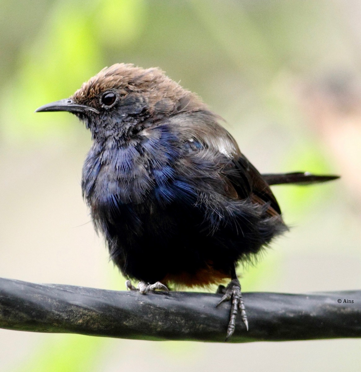 Indian Robin - ML171384001